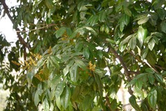 Andira inermis